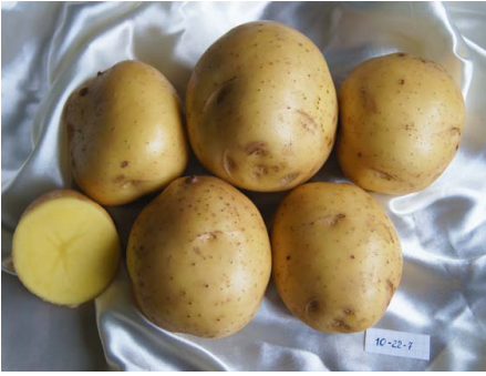 картофель сорт ла страда описание сорта фото