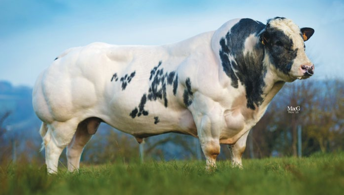 Развитие мясного скотоводства в РФ с использованием генетического материала  Бельгийской бело-голубой породы крупного рогатого скота
